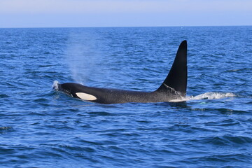 Fototapeta premium 知床の海に回遊する野生のシャチ（北海道羅臼沖）