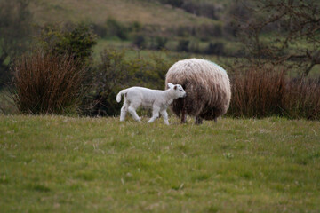 Sheep grazing in a field with baby lambs in Ireland