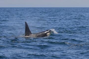 Fototapeta premium 知床の海に回遊する野生のシャチ（北海道羅臼沖）