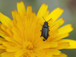 Insect on a yellow flower