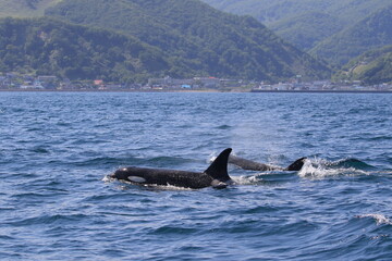 知床の海に回遊する野生のシャチ（北海道羅臼沖）