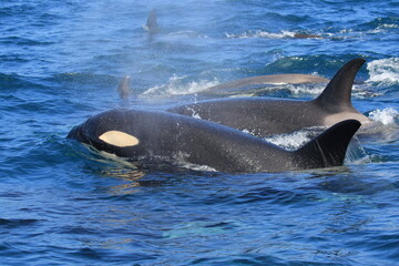 知床の海に回遊する野生のシャチ（北海道羅臼沖）
