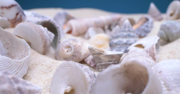 detailed extreme close-up, conch shells on white sand.