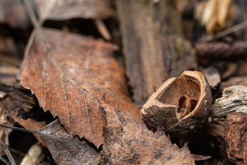 Hazelnut shell on the litter
