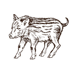 Wild boar (Sus scrofa) piglet standing side view,  gravure style ink drawing illustration isolated on white