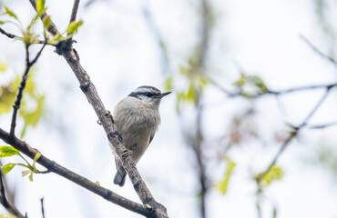 Red Breasted Nuthatch Perched on a Branch in the Spring