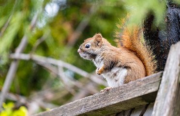 Female American Red Squirrel Sitting on an Old Fence