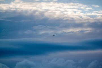 Birds flying at the beach in County Down, Ireland