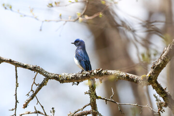 枝にとまるオオルリ