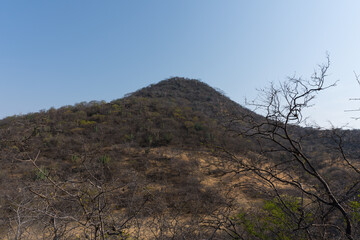 Fototapeta premium Bare trees and hills in Mixteca Poblana, Puebla, Mexico