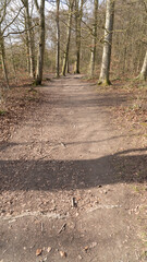 Path through beech tree woodland in spring morning