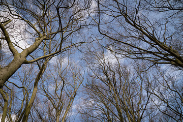Up Tree view of beech tree against blue sky for natural layer nature texture backdrop wallpaper showing branches and twigs Silhouetted against bright sky.