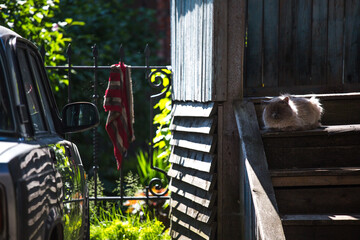 village cat on the porch