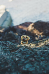 Lonely toy with bokeh