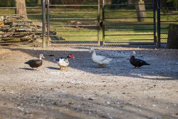 A group of domestic ducks in a fenced backyard.