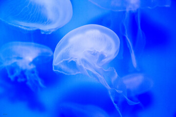 jelly fish in the aquarium