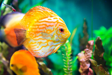 yellow tang fish