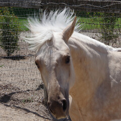 Obraz premium Portrait of a beige colored horse