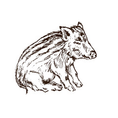 Obraz na płótnie Canvas Wild boar (Sus scrofa) piglet sitting side view, gravure style ink drawing illustration isolated on white