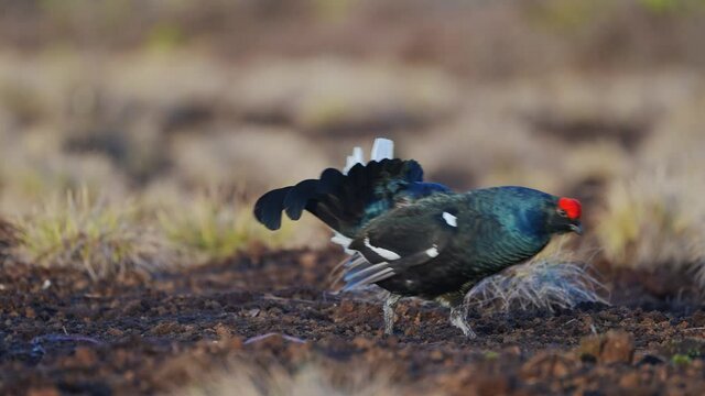 Lekking black grouse on spring swamp. Spring colors of moors with black grouse, blackcock. Male Black Grouse lek game at sunrise. banner of Lyrurus tetrix lekking in Estonia, Saaremaa.