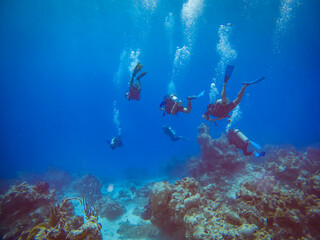 Fototapeta na wymiar Group of divers swimming over a reef. Chinchorro diving. 