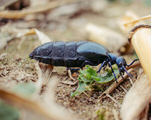 Closeup of violet oil beetle in natural environment. Meloe violaceus