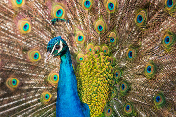 Naklejka na ściany i meble The beautiful colorful peacock bird has an outstretched tail.