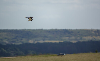close up of a lapwing flying under a cloudy spring sky