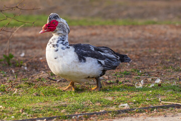 Beautiful big white-black duck with a red lobe.