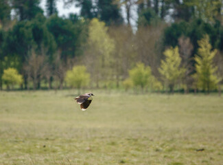 close up of a lapwing flying under a cloudy spring sky