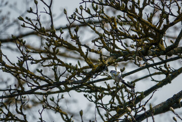 long-tailed tit sits amongst spring branches in a sycamore tree