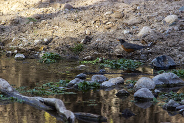 Hassayampa River Preserve