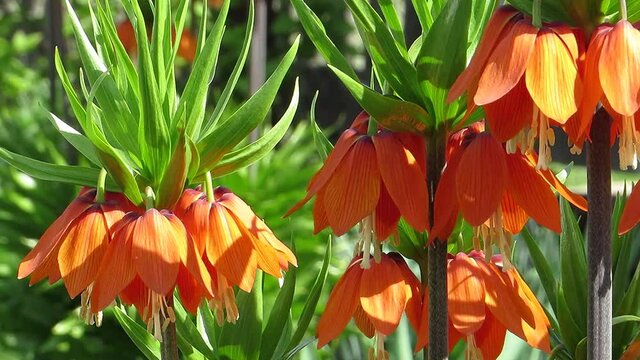 Beautiful orange flowers and bee
