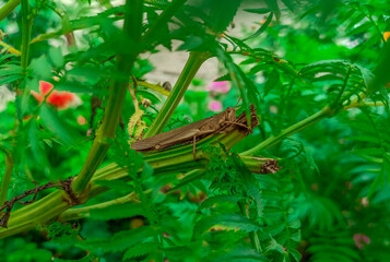 grasshopper on a leaf