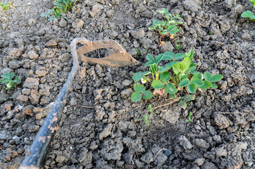 Gardening Tools. Close-up of a hoe. Strawberry. A portable hoe for loosening and planting flowers....