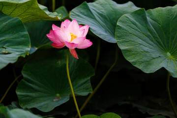 A beautiful blooming lotus flower grows on the lake. Pink lotuses in a pond in nature.