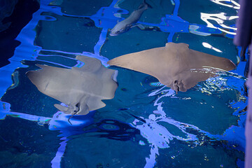 In the aquarium