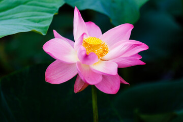 A beautiful blooming lotus flower grows on the lake. Pink lotuses in a pond in nature.