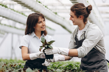 Smiling gardeners with shovels planting flowers in glasshouse.