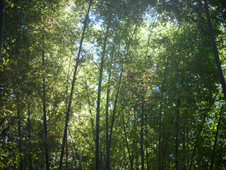 Obraz premium 竹林