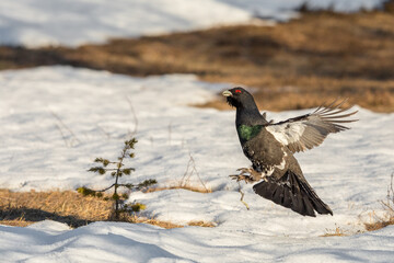 Male Capercaillie - Tetrao urogallus - jumping as part of display at the lek site. Norway