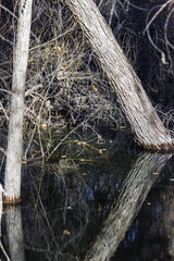 Hassayampa River Preserve