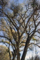 Hassayampa River Preserve