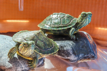 Obraz premium Lucas & Lily, my turtles, just a few months old. Turtles on the rock