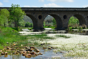 Fototapeta premium Bridge over the Tozo river full of Ranunculus aquatilis or aquatic buttercup is a species belonging to the Ranunculaceae family that inhabits rivers and streams