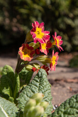 Primose primula vulgaris purple flower