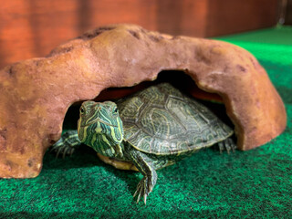 Lucas & Lily, my turtles, just a few months old. Red-eared slider