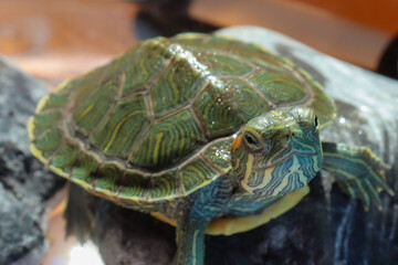 Lucas & Lily, my turtles, just a few months old. Enjoying the sun. Red eared slider