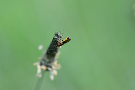 Melanostoma mellinum is a very common species of floating fly perched on a flower