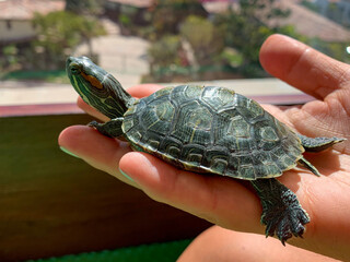 Lucas & Lily, my turtles, just a few months old. Enjoying the sun. 